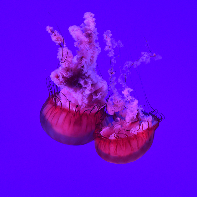 Creative digital visual